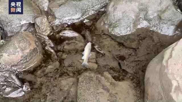 麻烦了!火车撞18轮货车脱轨,大量剧毒化学品泄漏,动物死亡、鱼死亡、人不舒服...