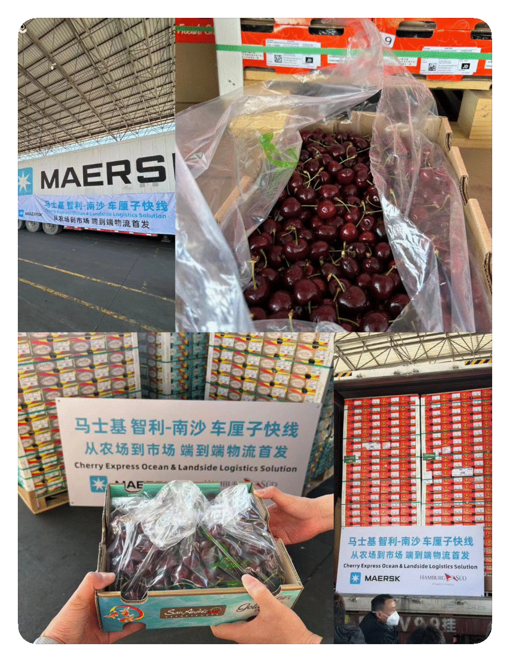 37000TEU车厘子，都去了哪个港 ？